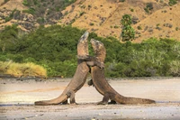 Te jaszczury to urodzeni mordercy. Zraniona ofiara jest niemal bez szans