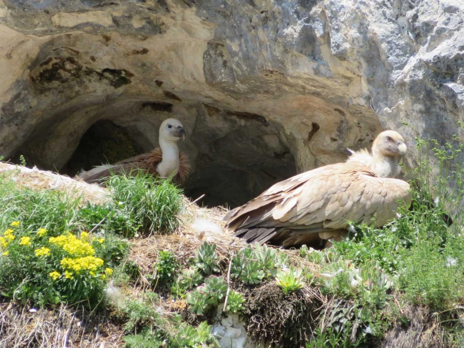 Uvačka kolonija beloglavog supa