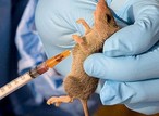 Edo Reports 240 Lassa Fever Cases and 21 Deaths in 4 Months – Director