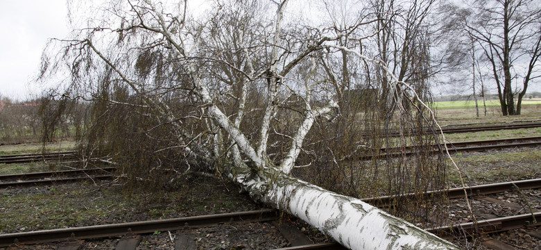 Drzewo runęło na tory. Ruch pociągów na odcinku pod Warszawą wstrzymany