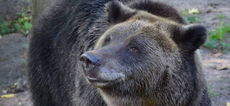 Poznań: niedźwiedzica w zoo znalazła pocisk moździerzowy