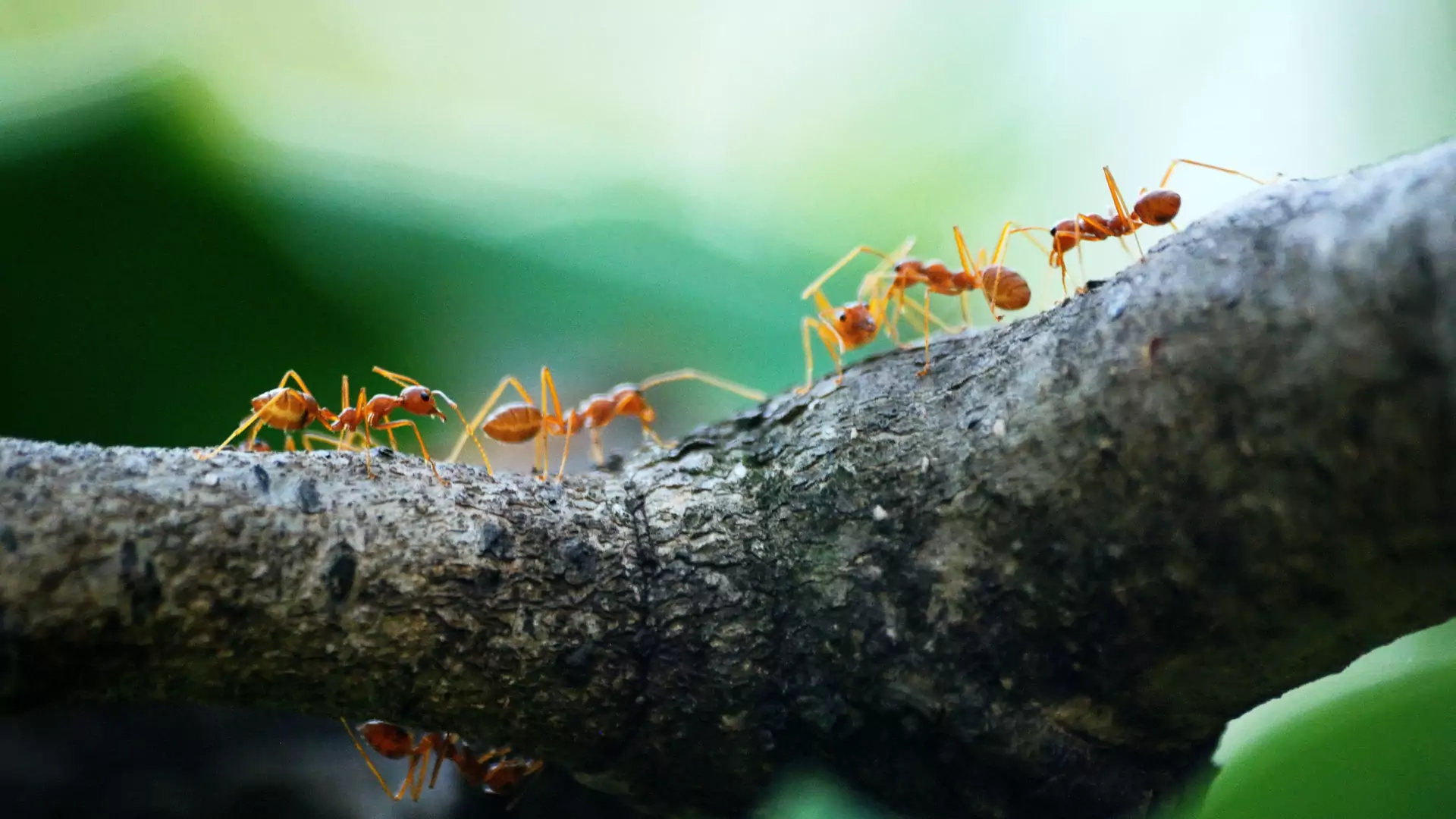 Mrówki łatwo nie odpuszczają. Jak pozbyć się ich z mieszkania czy ogrodu?