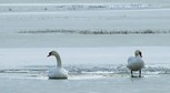 Rozlewiska na ł±kach w okolicach Pudliszek