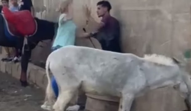 Kairo tuča žene i zlostavljača životinja