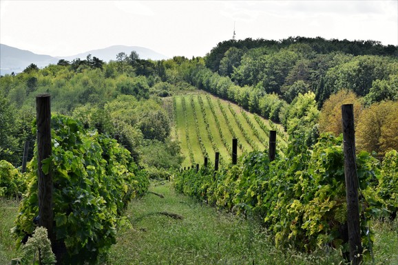 Preminuo Vitorio Freskobaldi, jedan od velikana italijanske vinske industrije