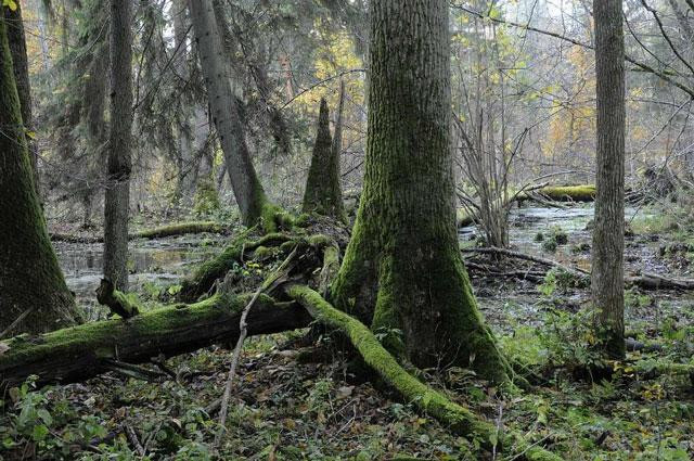 Galeria Polska - Puszcza Białowieska zagrożona?, obrazek 1