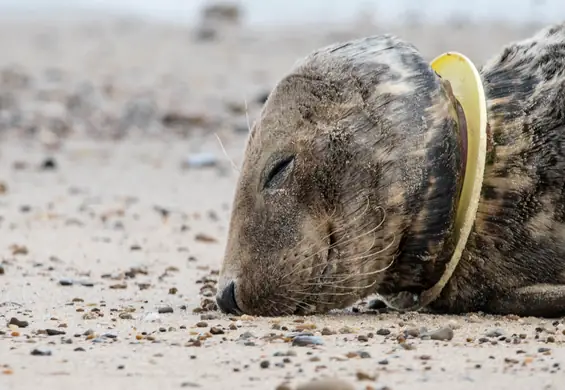 Wybrano słowo roku. Zwraca uwagę na zagrożenie, jakie niesie plastik