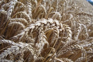 Komuniści obawiali się polskiej wsi. Debata o rolniczej 'Solidarności'