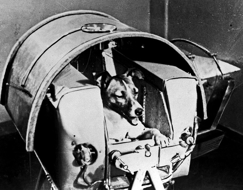 Lajka, moskovski pas lutalica