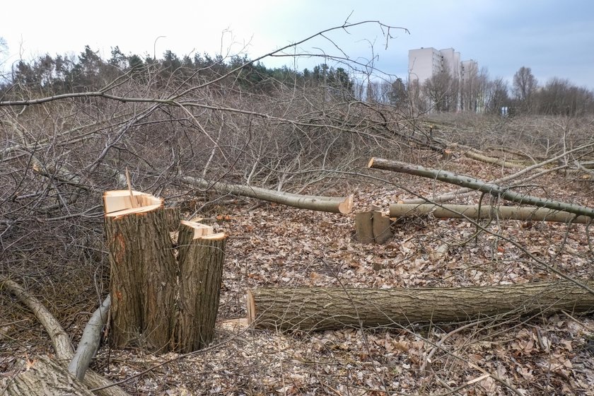 Zastali Polskę w ruinach, a zostawią w trocinach