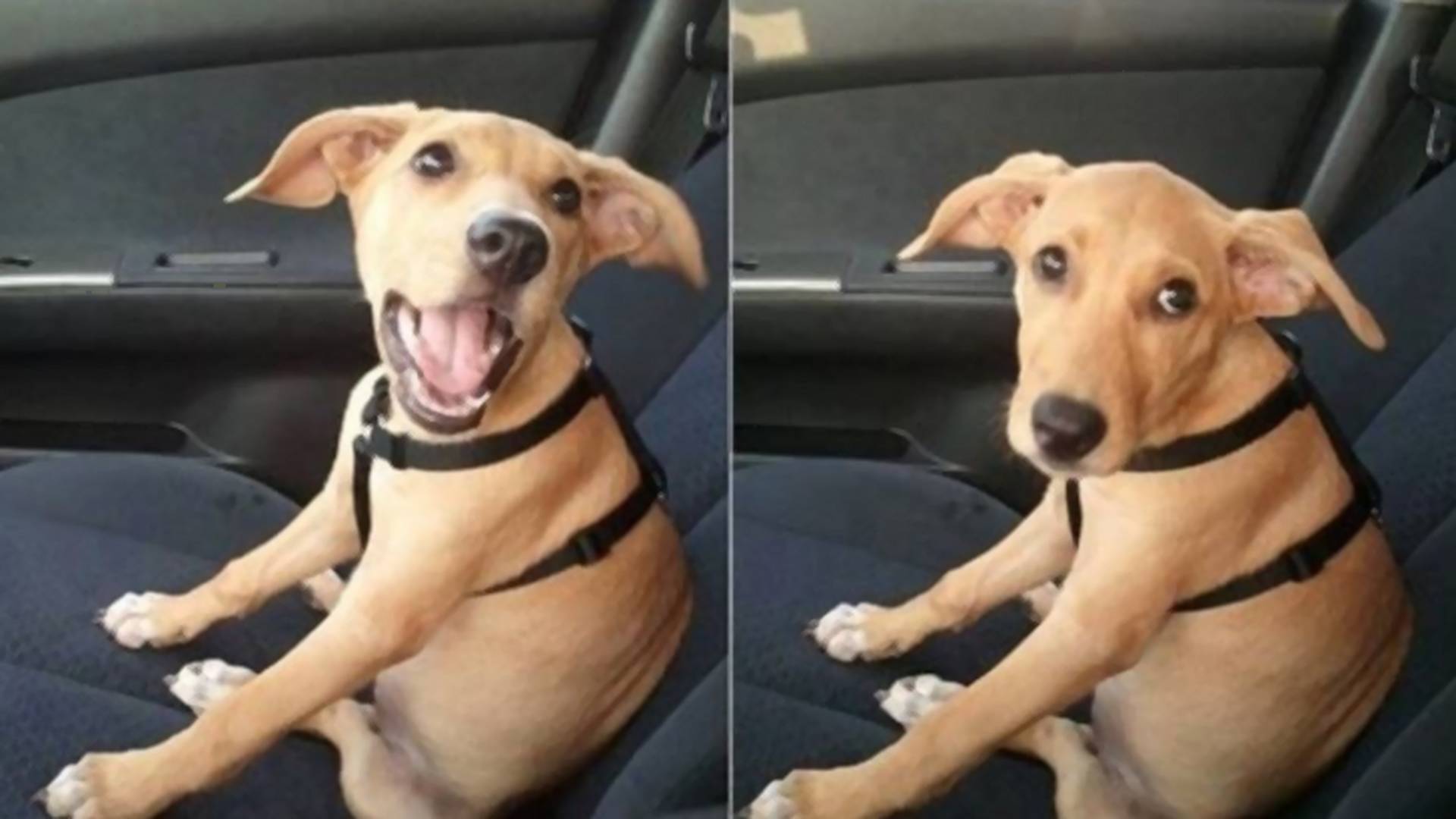 Így néznek ki a kutyusok, amikor rájönnek, hogy állatorvoshoz viszed őket - FOTÓK