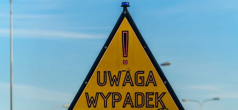 Śmiertelnie potrącił wilka. Policjanci apelują o ostrożność w okolicach lasów