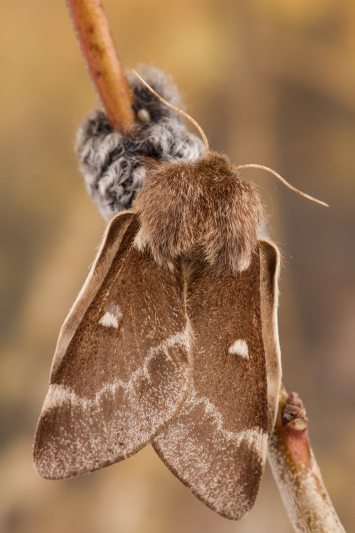 Eriogaster lanestris