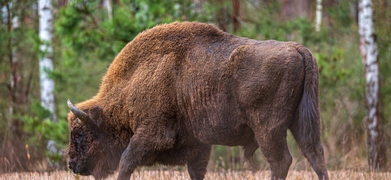 Hiszpanie chcą reintrodukować żubra. Naukowcy mówią głośne "nie"