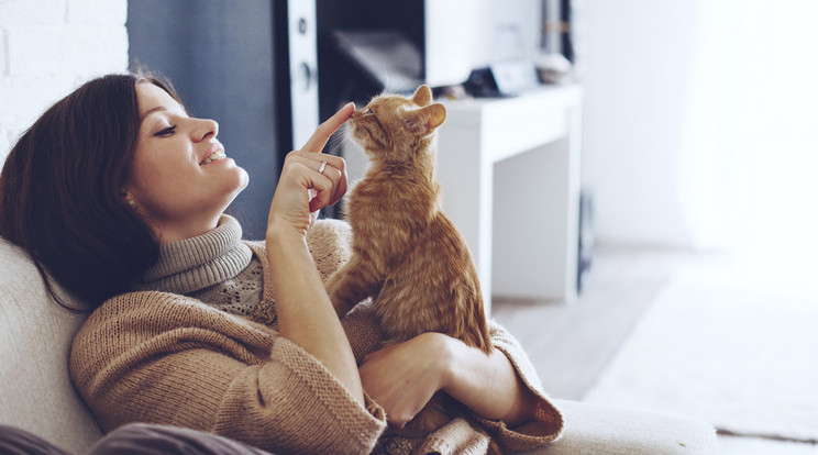 A tévhitekkel ellentétben a macskák ragaszkodnak a gazdihoz Fotó: Shutterstock