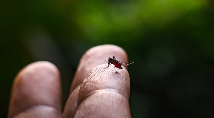 A zika-vírust a szúnyogok terjesztik, fotó: Getty Images