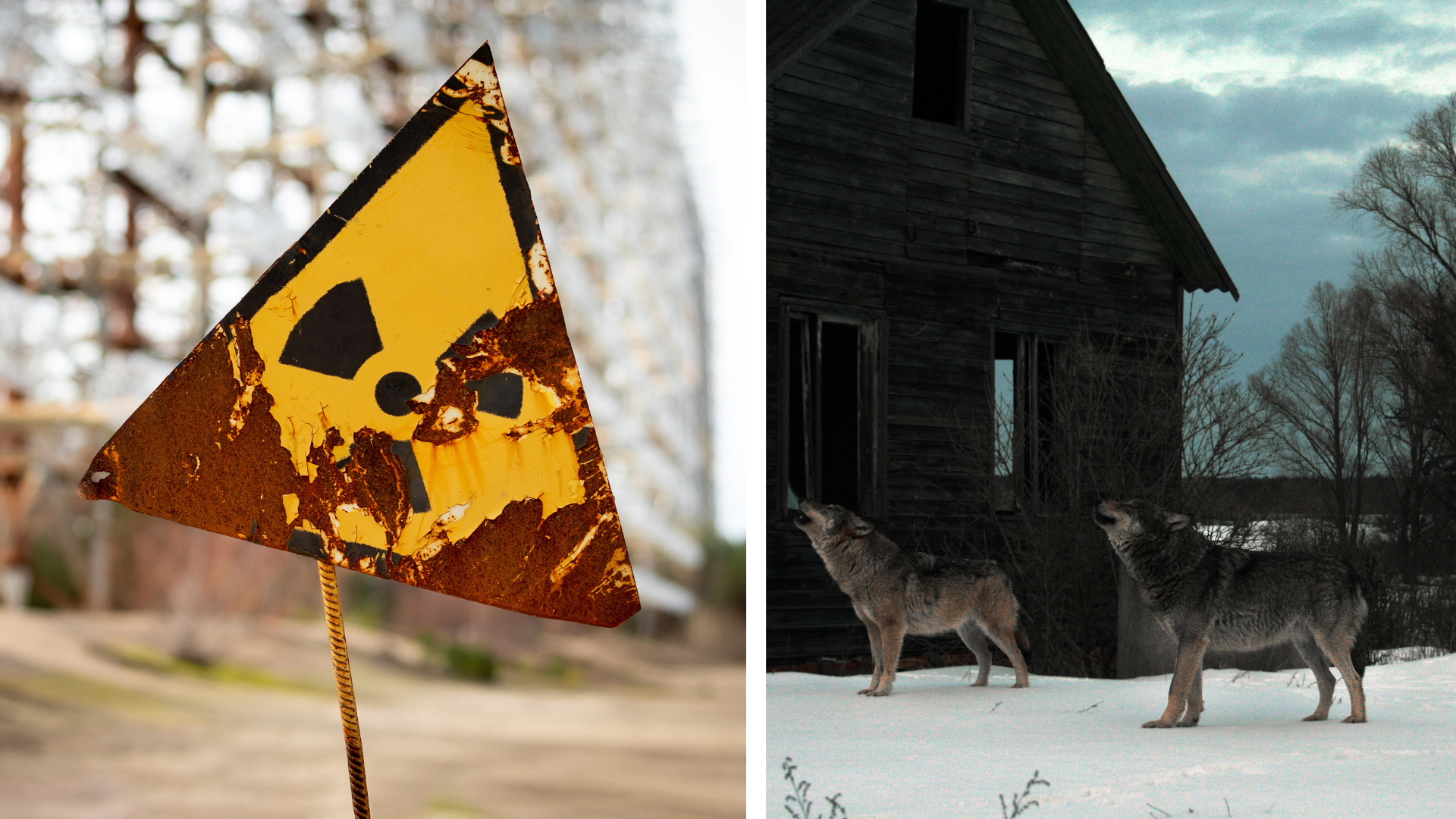 Zmutované vlky z Černobyľu