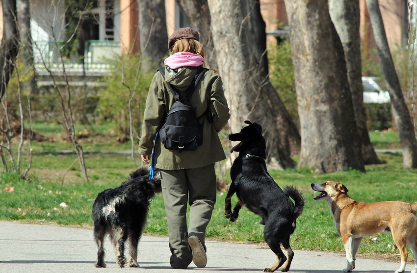Da li psi smeju u autobus, pitanje je koje je ponovo zapalilo mreže