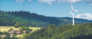 Ptaki i nietoperze zablokują wiatraki? DGP dotarł do propozycji ministerstwa