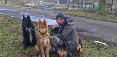 Zgubił się 2000 km od domu. Wierny pies odnalazł się po pół roku