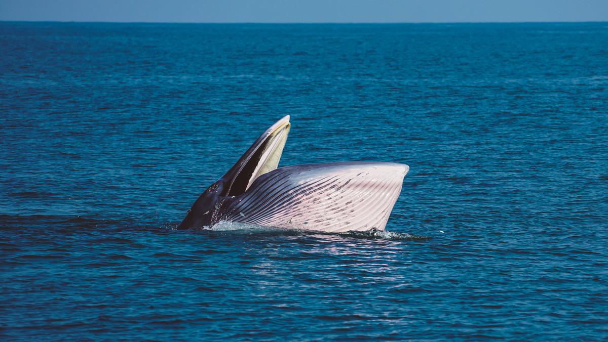 USA: 56-latek połknięty przez wieloryba. Eksperci niedowierzają 
