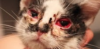Mieszkańcy oskarżają: ktoś chciał chlorem zabić koty