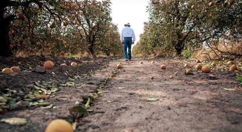 Dale Murden walks through drought-afflicted citrus fields on his farm.Jason Garza as shot for The Texas Tribune