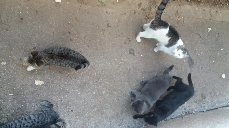 Macama treba pomoć da prezime