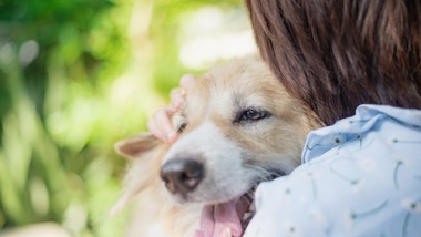 podatek-od-psa-w-2026-roku-fakty