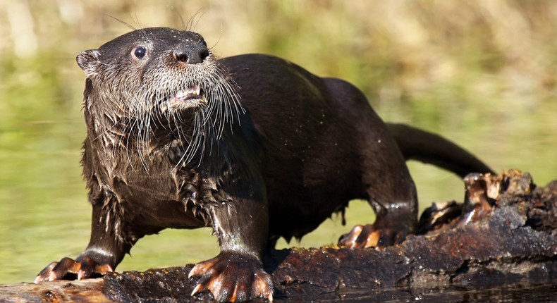 A river otter.Getty Images