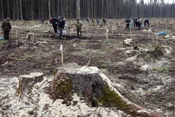 sadzenie drzew Puszcza Białowieska