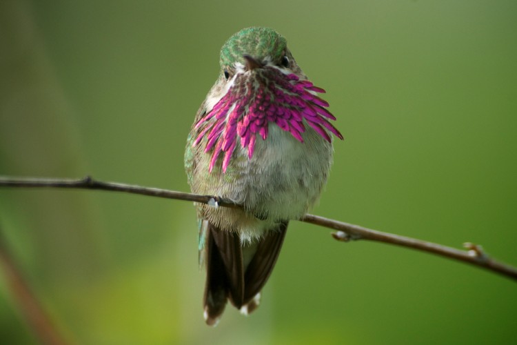 'Dzika Ameryka'. Zdjęcia z nowego serialu Discovery Channel