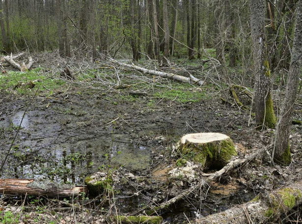 Wysłali dziecko do lasu? Spędziło tam sześć dni