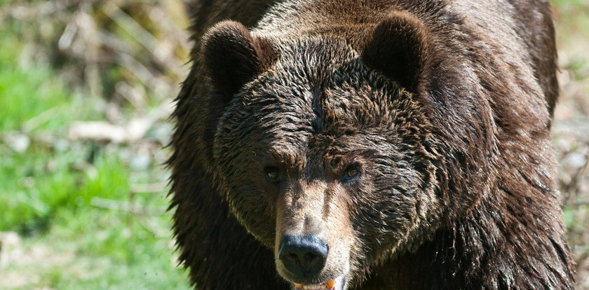 To niedźwiedź zabił rencistę w Bieszczadach
