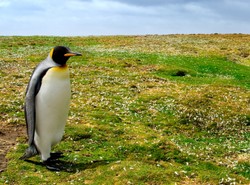 Rośliny wyrosły z... miłości