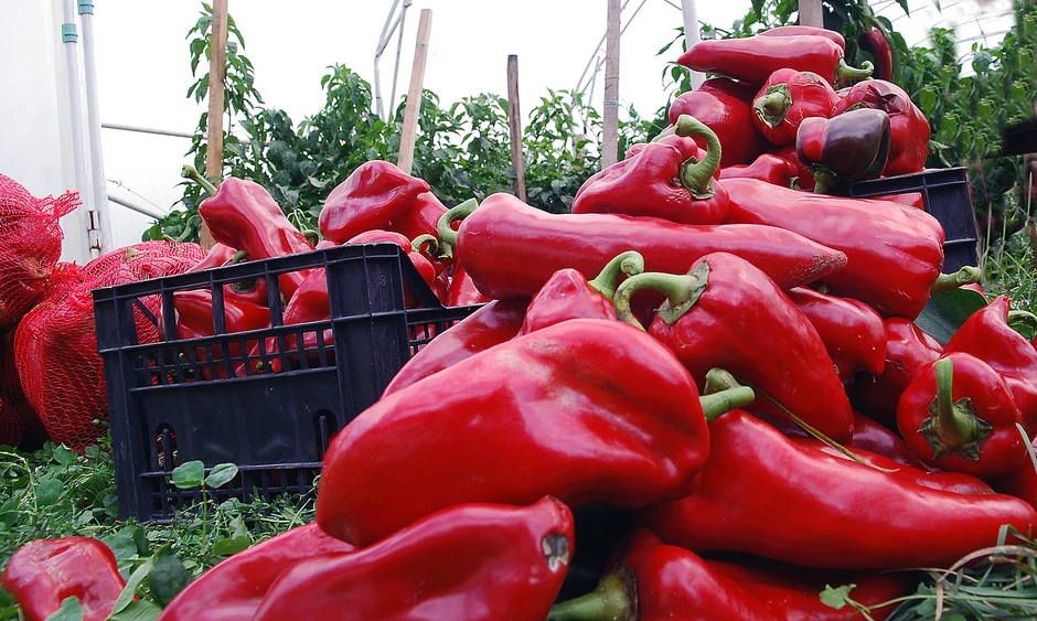 Dragana je prodala 400 kilograma ajvara