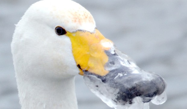 570784_labud1-foto-profimedia-rs