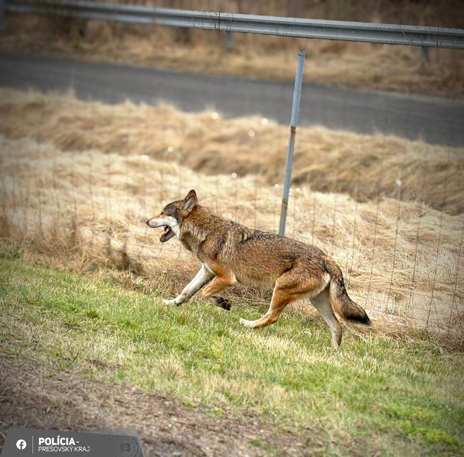 A wolf was spotted at the Sosna rest stop near the D1 highway.
