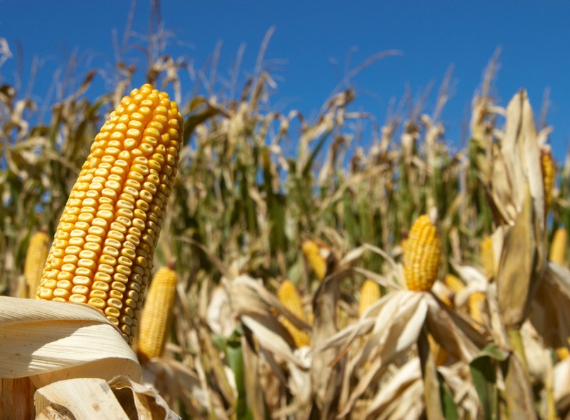 W projekcie pozostał natomiast przepis gwarantujący ochronę rolnikom uprawiającym GMO przed wydaniem zakazu