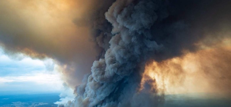 Tajna misja ratunkowa w Australii. Chodzi o "drzewa-dinozaury"