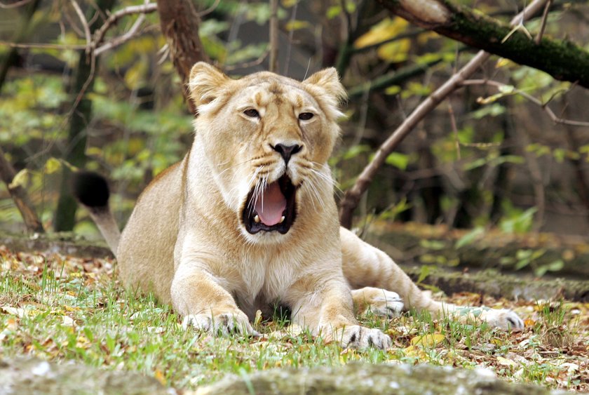 Sztuczne zapłodnienie lwów w łódzkim zoo 