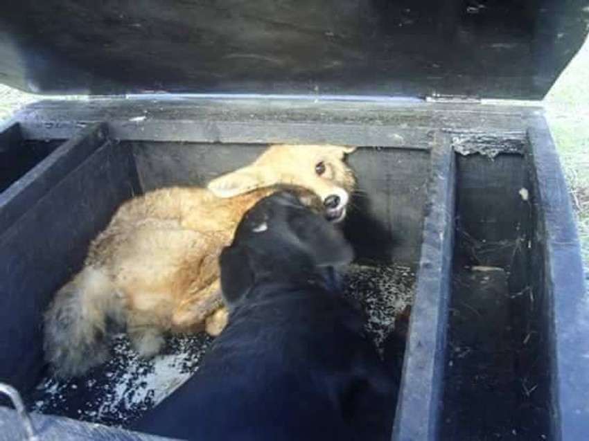 Užasna slika borbe životinja  i davljenja lisice