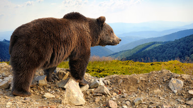 Niedźwiedzie w Bieszczadach obudziły się z zimowego snu