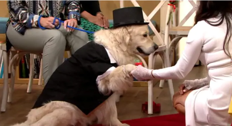 Lady gets fed up with men, marries dog on live TV after 4 engagements failed