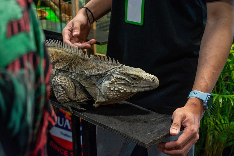 Iguana na wystawie gadów T-REX Expo w Bangkoku