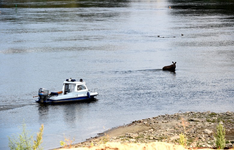 Łoś brodził w Wiśle w Warszawie