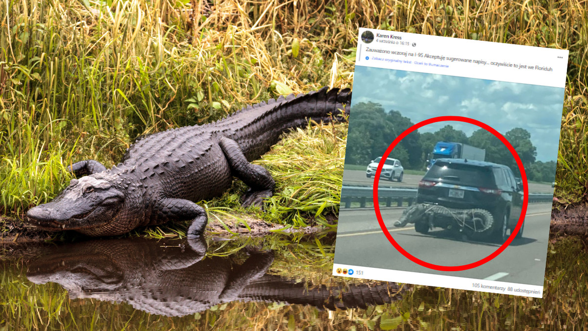 Niecodzienny widok. Aligator na zderzaku SUV-a [ZDJĘCIE]