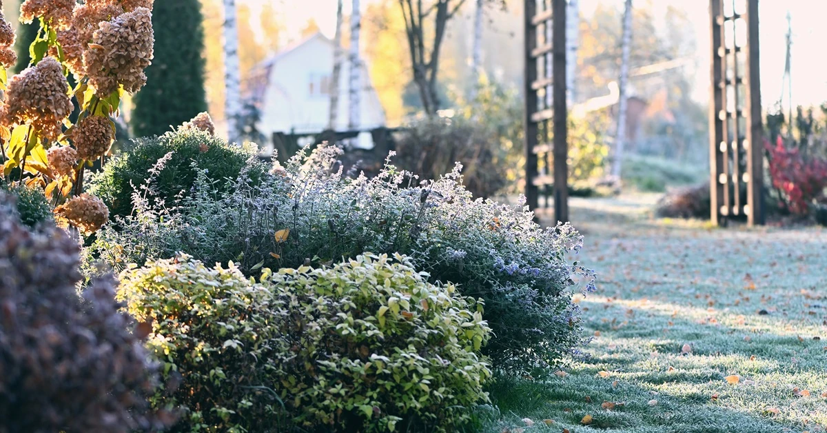 Jak chronić rośliny przed mrozem? Kiedy okrywać rośliny na zimę