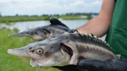 Ormányos halat hoztak létre magyar tudósok, állítólag véletlenül