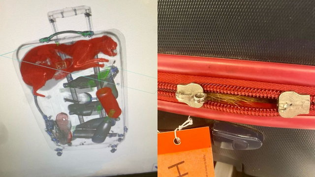 Illegális állatmigránst szúrt ki a New York-i reptér biztonsági szolgálata egy bőröndben
